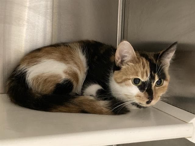 Nasha - Domestic Short Hair