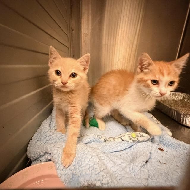 Kobu - Domestic Short Hair