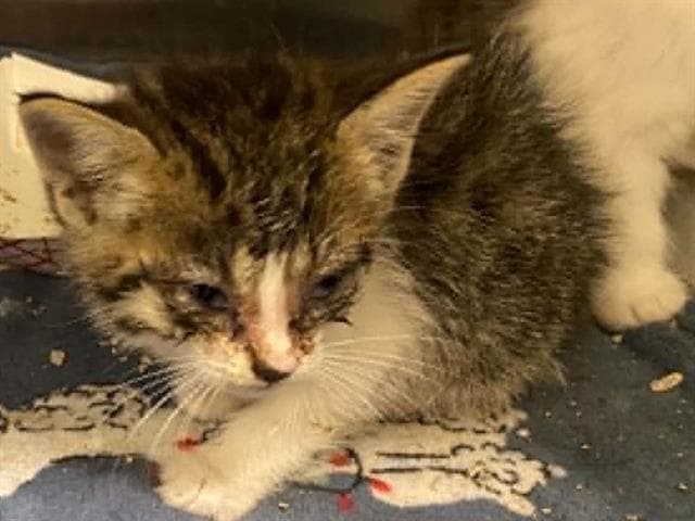 John Ready - Domestic Medium Hair