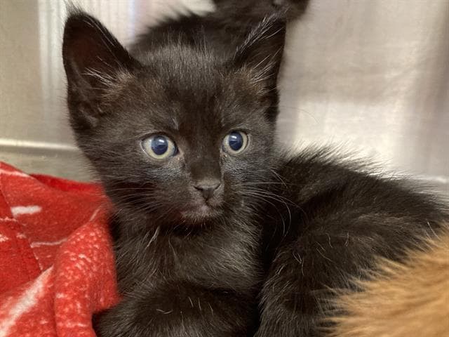 Bombadil - Domestic Short Hair