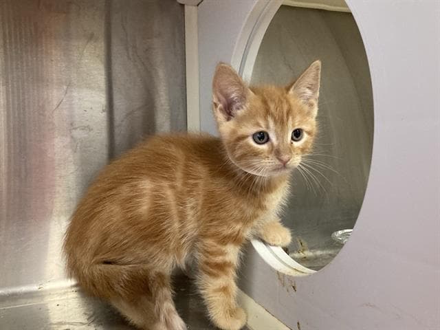 Gamgee - Domestic Short Hair