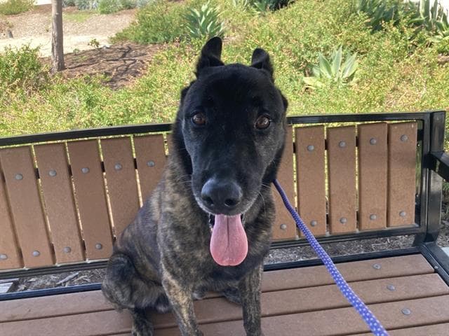 Dynamite - Dutch Shepherd