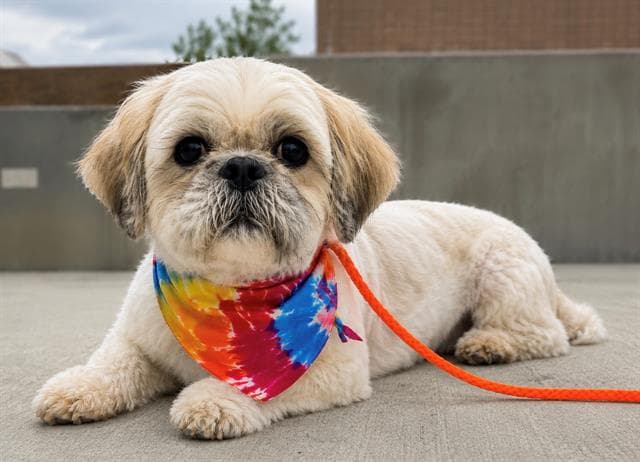 Reagan - Shih Tzu