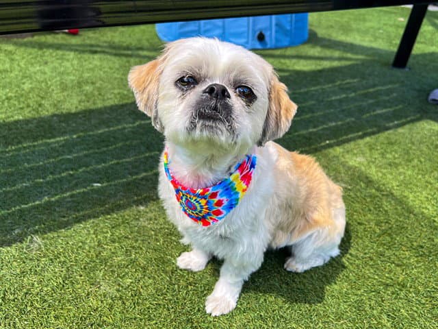 Reagan - Shih Tzu