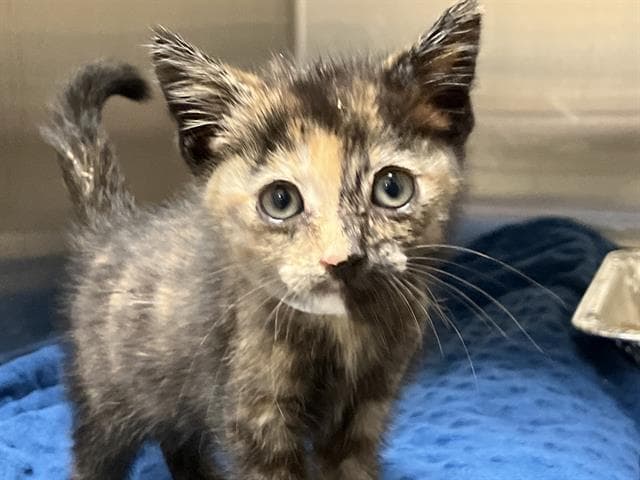 Momo - Domestic Short Hair