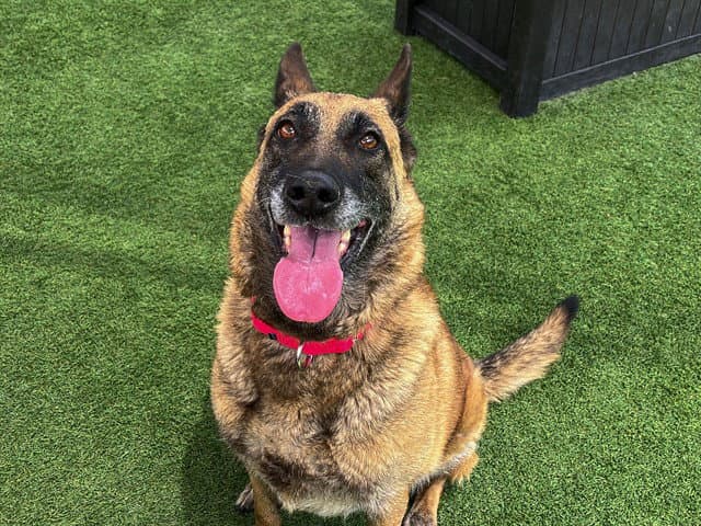 Sadie - Dutch Shepherd