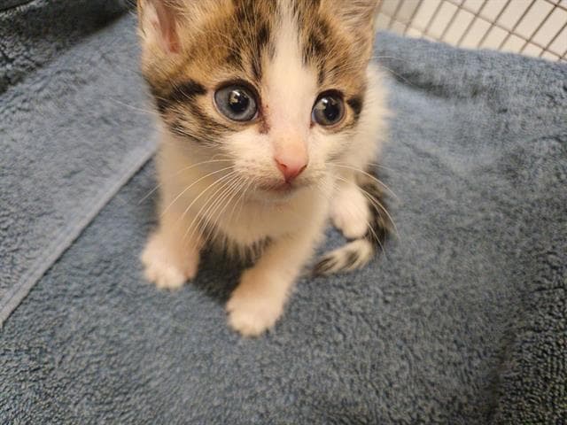 Castle - Domestic Short Hair