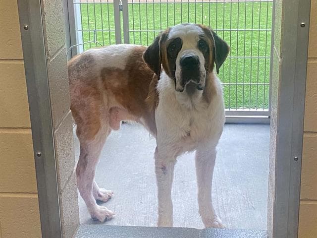 Marley - Saint Bernard