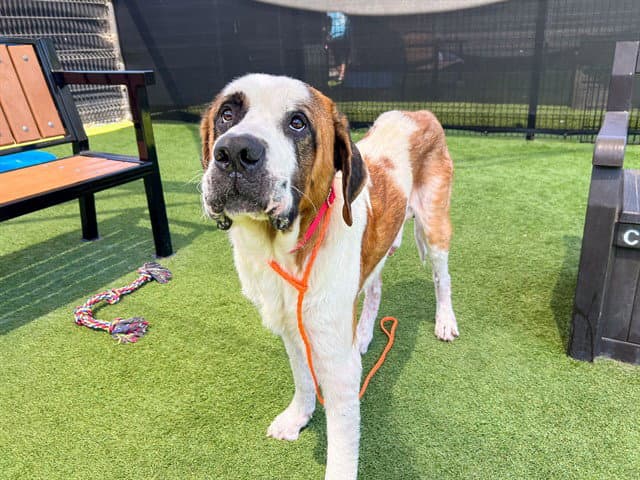 Marley - Saint Bernard