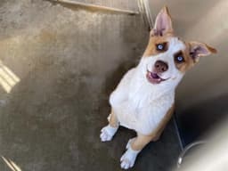 Cheer image 1