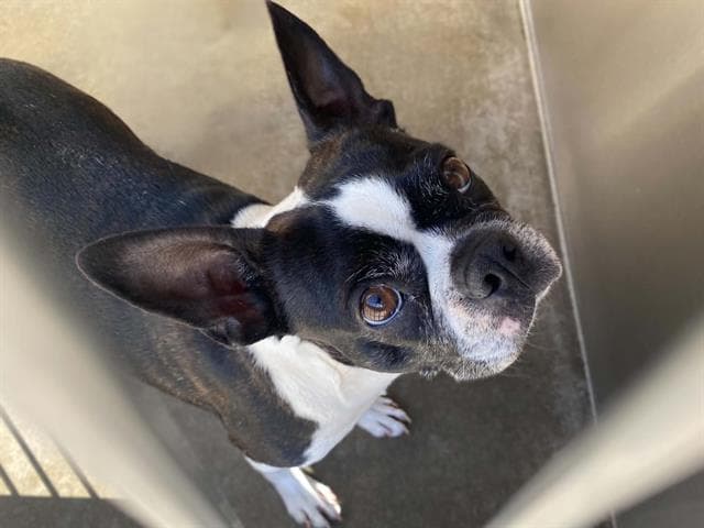 Ruby - Boston Terrier