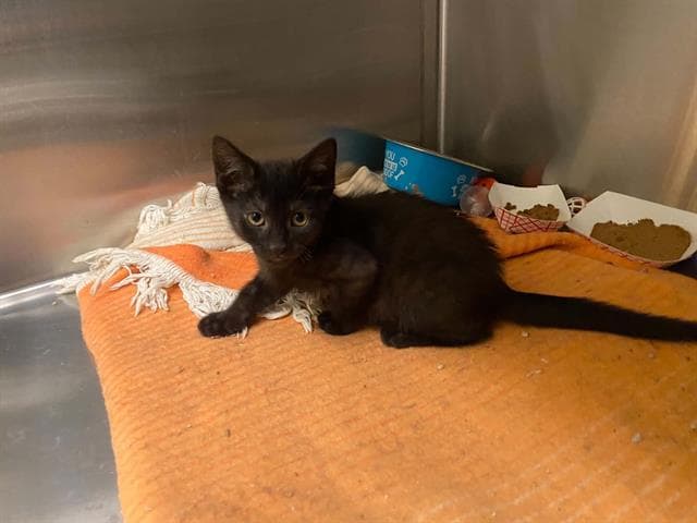 Bailey - Domestic Short Hair