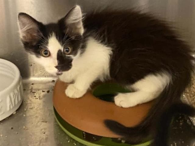 Hannah Banana - Domestic Short Hair