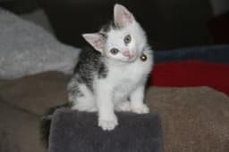 Murphy image 1