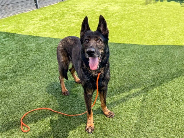 Katana - Dutch Shepherd