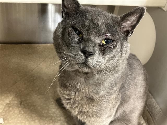 Looti - Domestic Short Hair