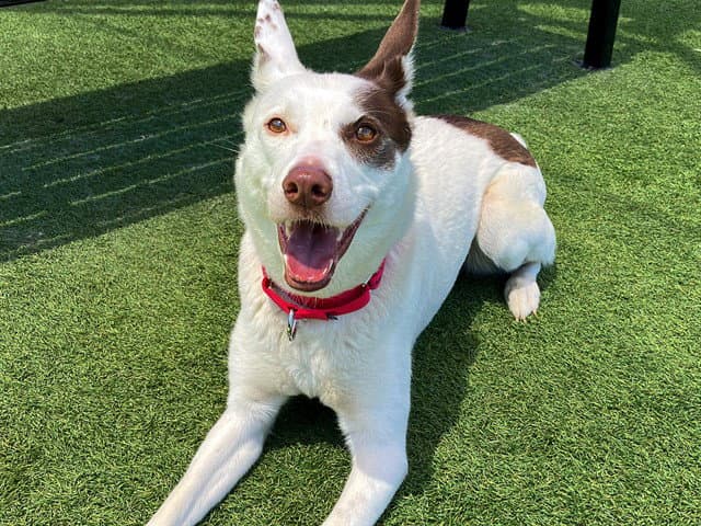 Rhapsody - Border Collie