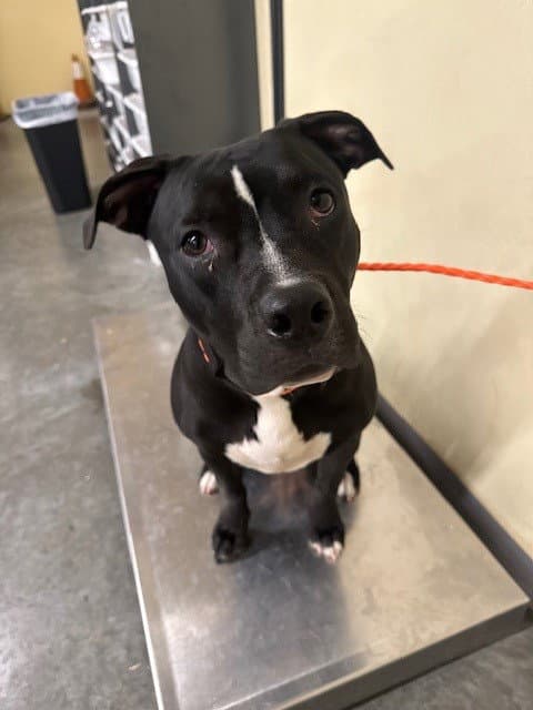 Carmie - Pit Bull Terrier
