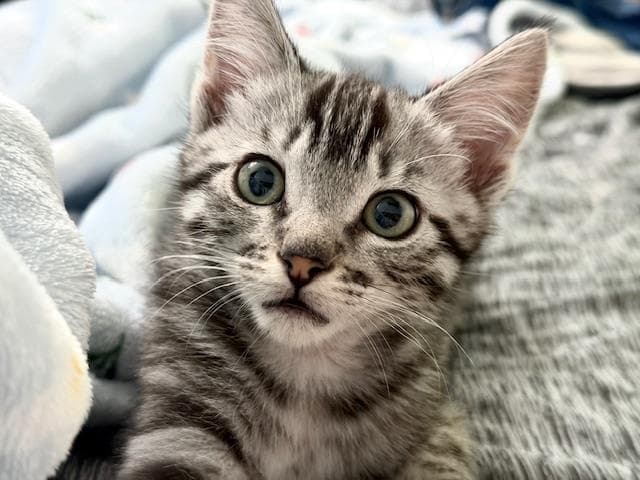 Benito - Domestic Short Hair