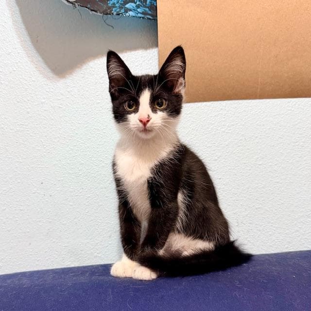 Thalia - Domestic Short Hair