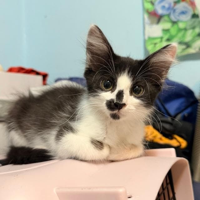 Rosalia - Domestic Medium Hair