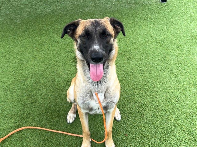 Alexa - Anatolian Shepherd