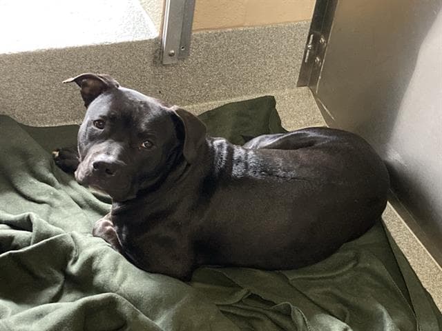 Barstow - Pit Bull Terrier