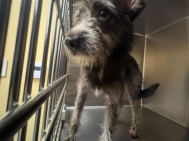 Zephyr - Miniature Schnauzer