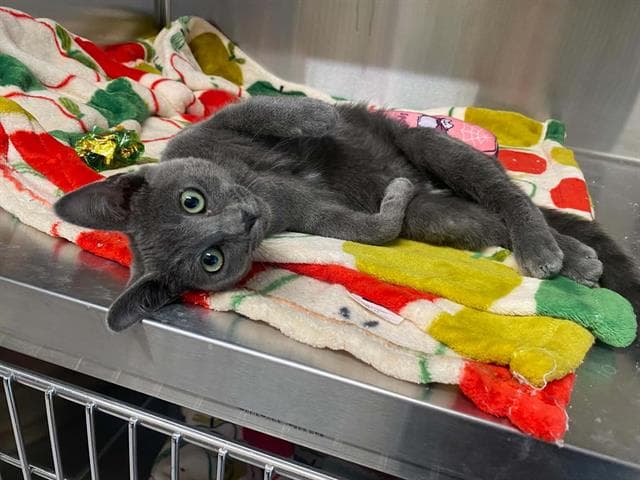 Flipper - Domestic Short Hair