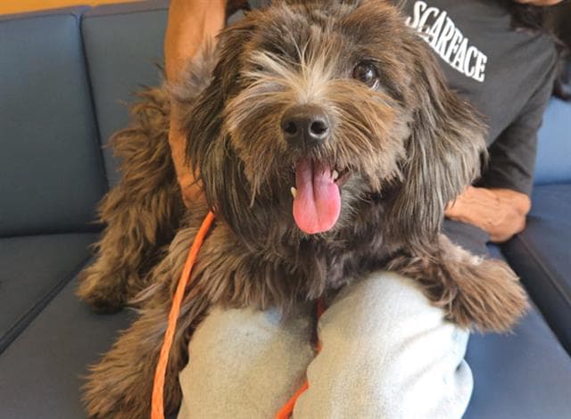 Guy Fieri - Lhasa Apso