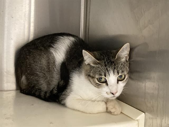 Dorothy - Domestic Short Hair