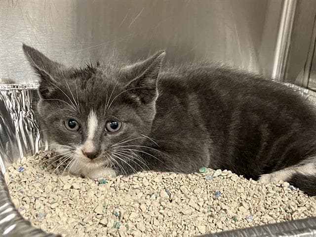 Atlas - Domestic Short Hair