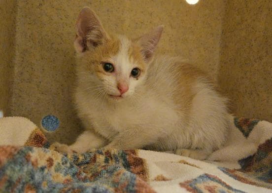 Creamsicle - Domestic Short Hair