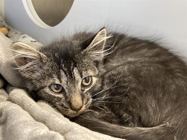 Hector - Domestic Medium Hair