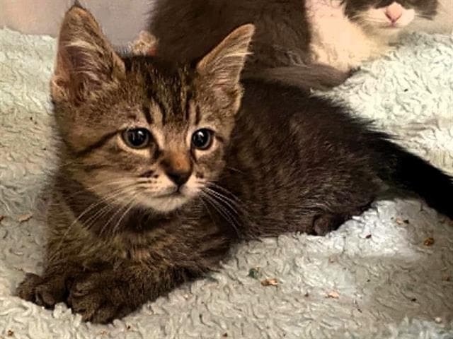 Annie - Domestic Short Hair
