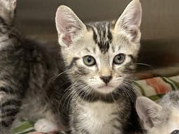 Taco image 1