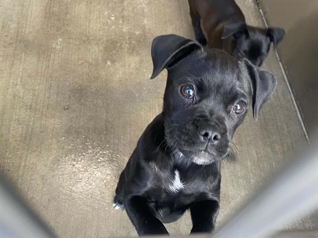 Hershey - Pug