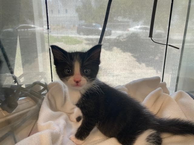 Willow - Domestic Short Hair