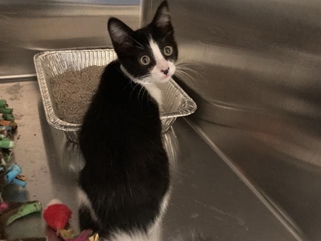 Willow - Domestic Short Hair