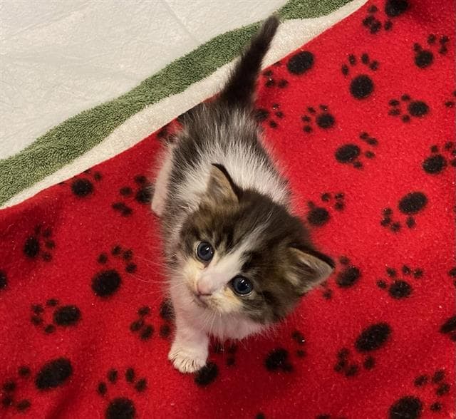 Wilbur - Domestic Short Hair