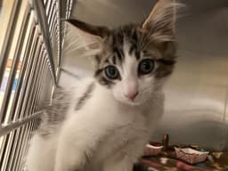 Wilbur image 1