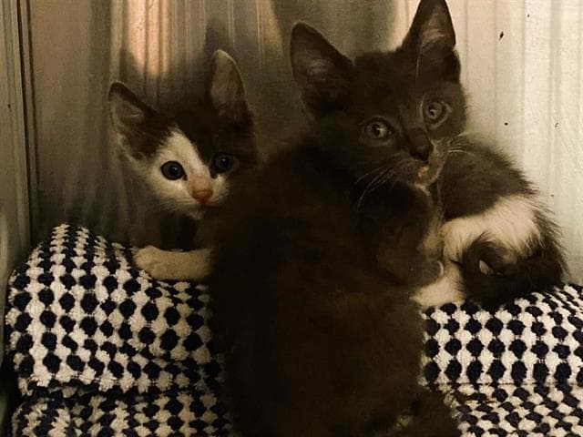 Donkey - Domestic Short Hair