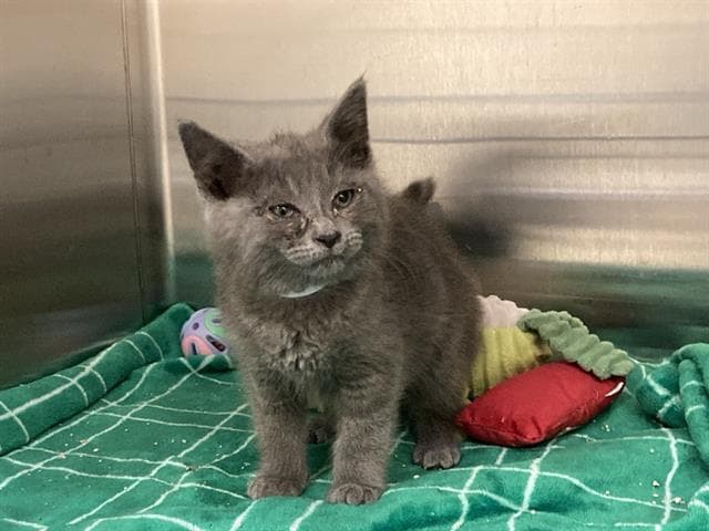 Rachel Gray - Domestic Short Hair