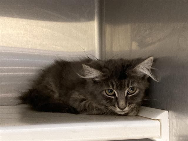 Party Cat - Domestic Medium Hair