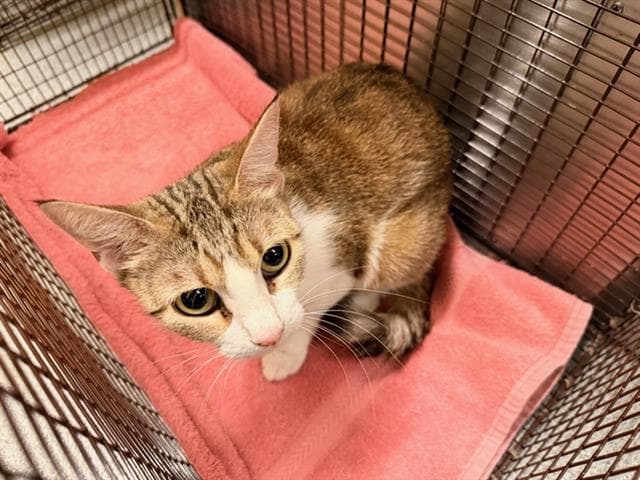 Becca - Domestic Short Hair
