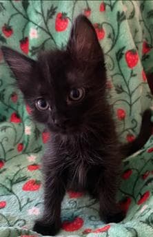 Meli - Domestic Short Hair