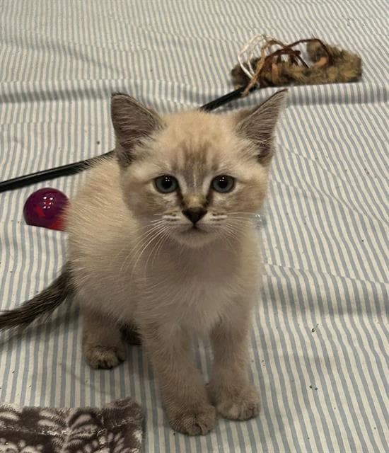 Summer - Domestic Short Hair