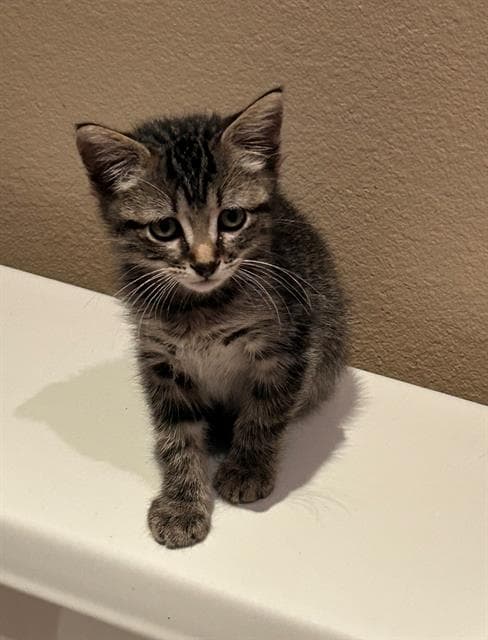 Stan - Domestic Short Hair