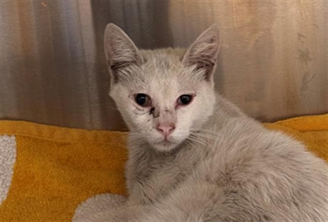 Cheney - Domestic Short Hair
