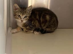 Bucky image 1